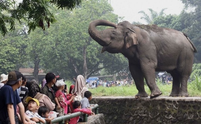 Dipertimbangkan, Ragunan Gelar ‘Safari Malam’